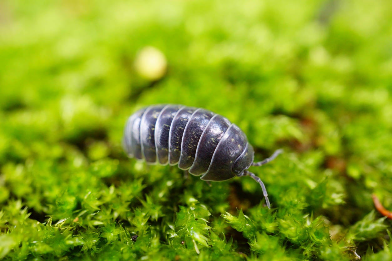 How to Keep Rolly Pollies Out of Your Garden