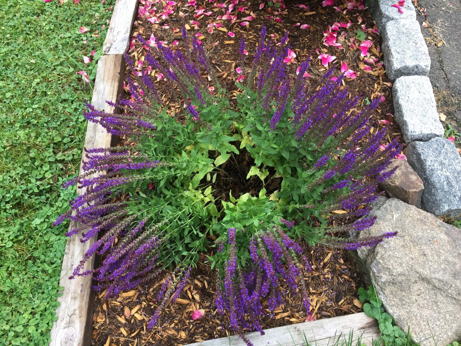 how to keep salvia from falling over