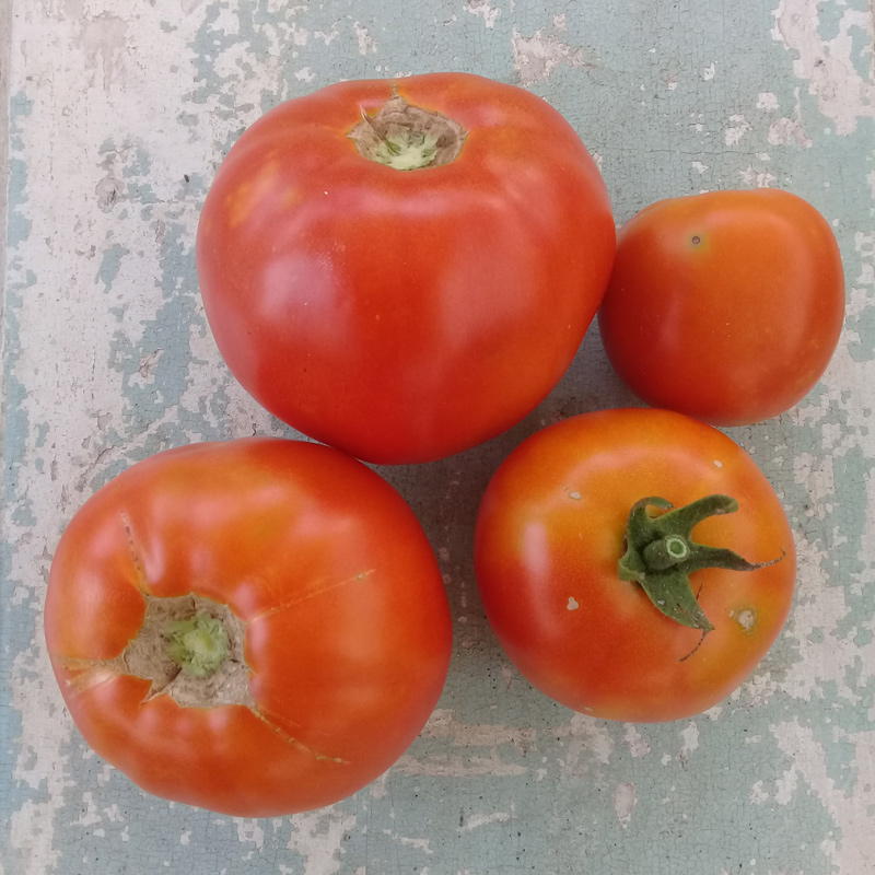 How to Keep Stink Bugs off Tomatoes