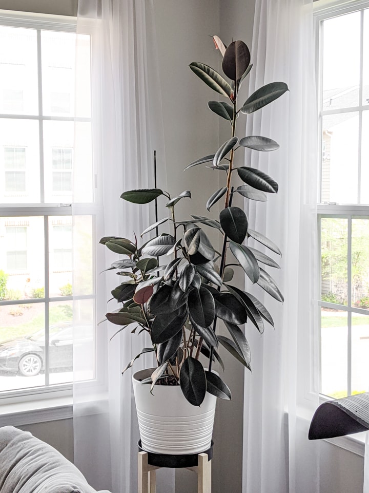 How to Keep Tall Plants from Falling Over