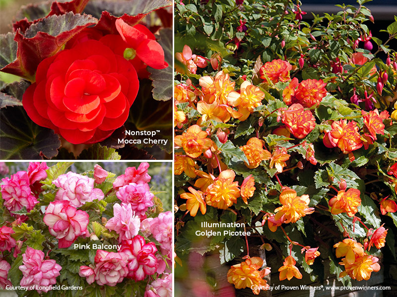 How to Keep Tuberous Begonias Blooming