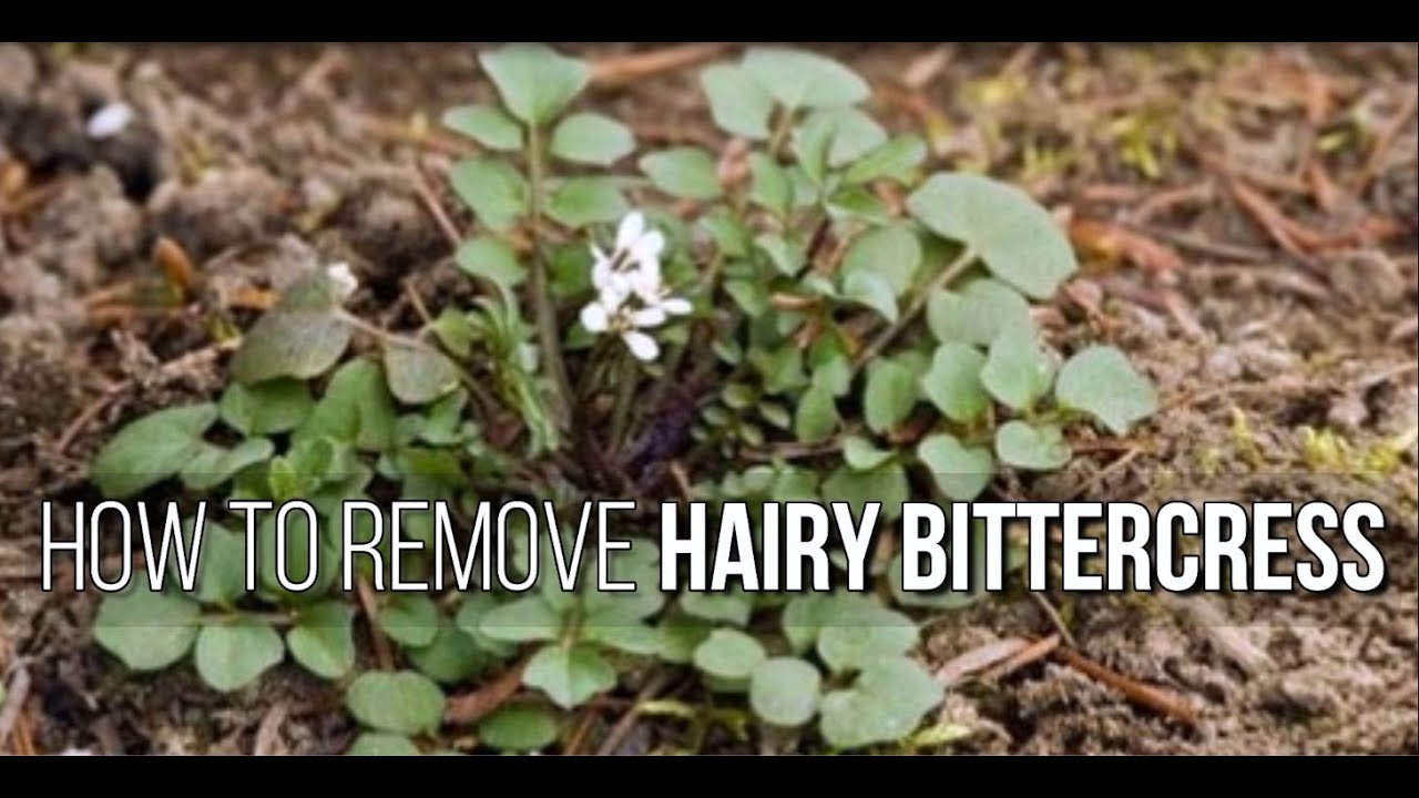 How to Kill Bittercress in Lawn