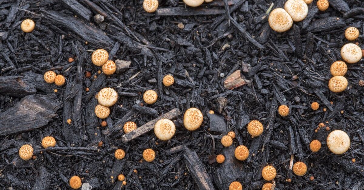 How to Kill Fungus in Mulch