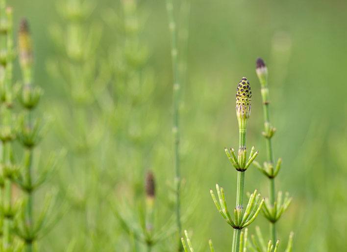 How to Kill Horsetail