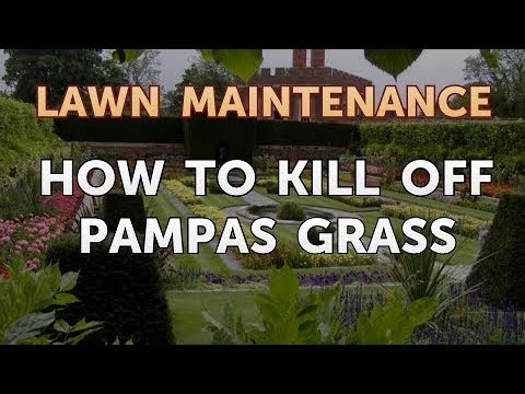 How to Kill Pampas Grass