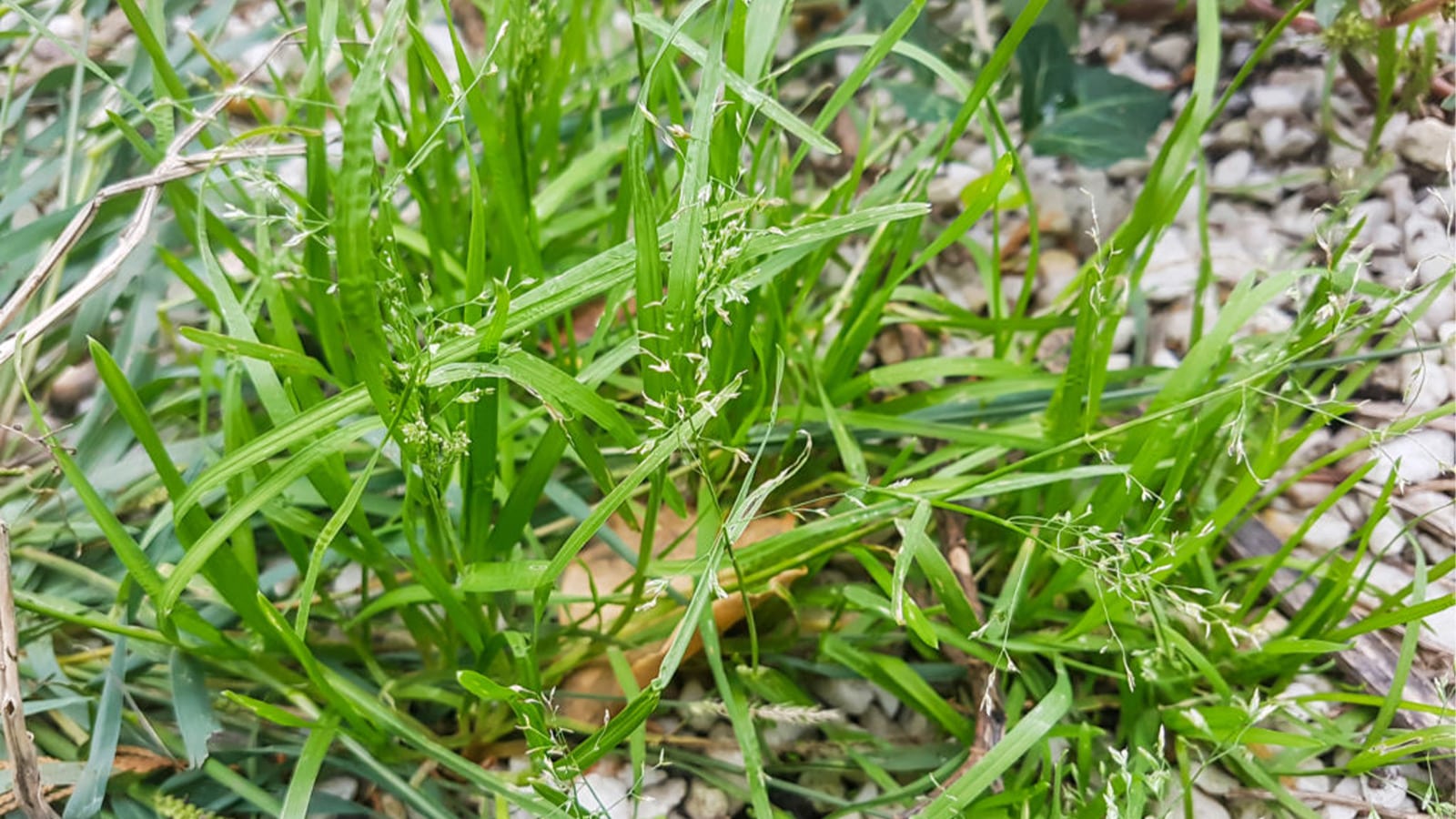 How to Kill Poana Grass