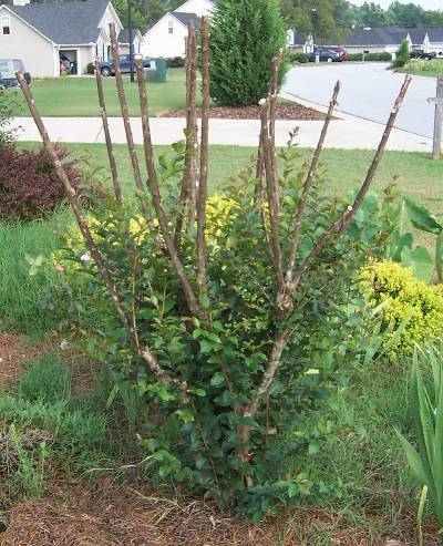 How to Know If Crepe Myrtle is Dead