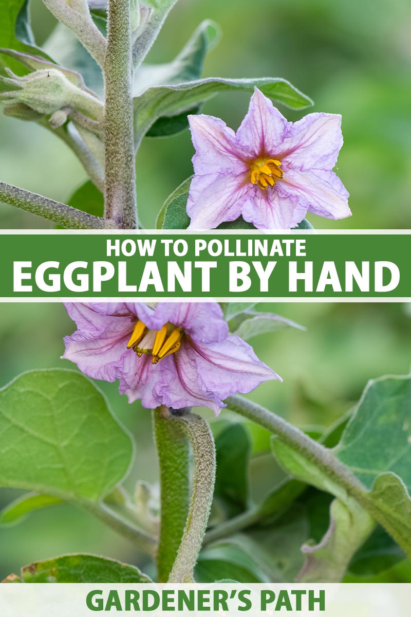 How to Know If Eggplant Flower is Pollinated