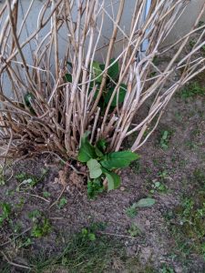 How to Know If Hydrangea is Dead