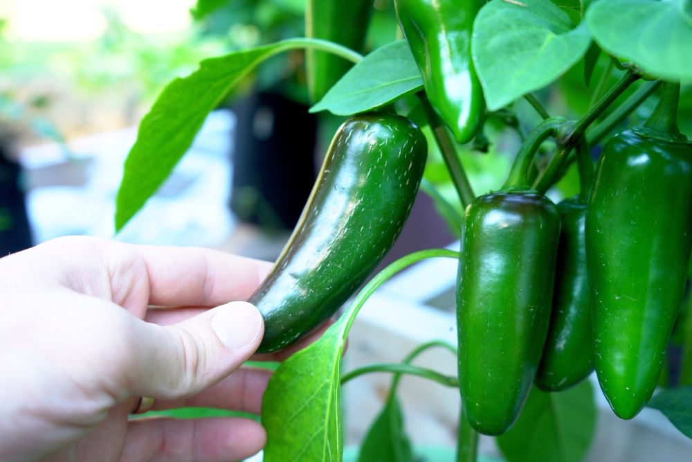 How to Know When Jalapenos are Ready to Plant