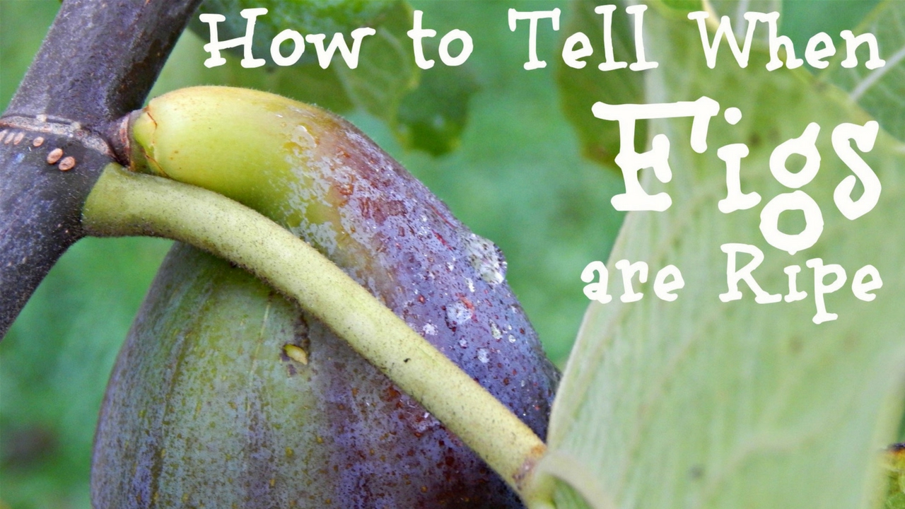 How to Know When to Pick Figs