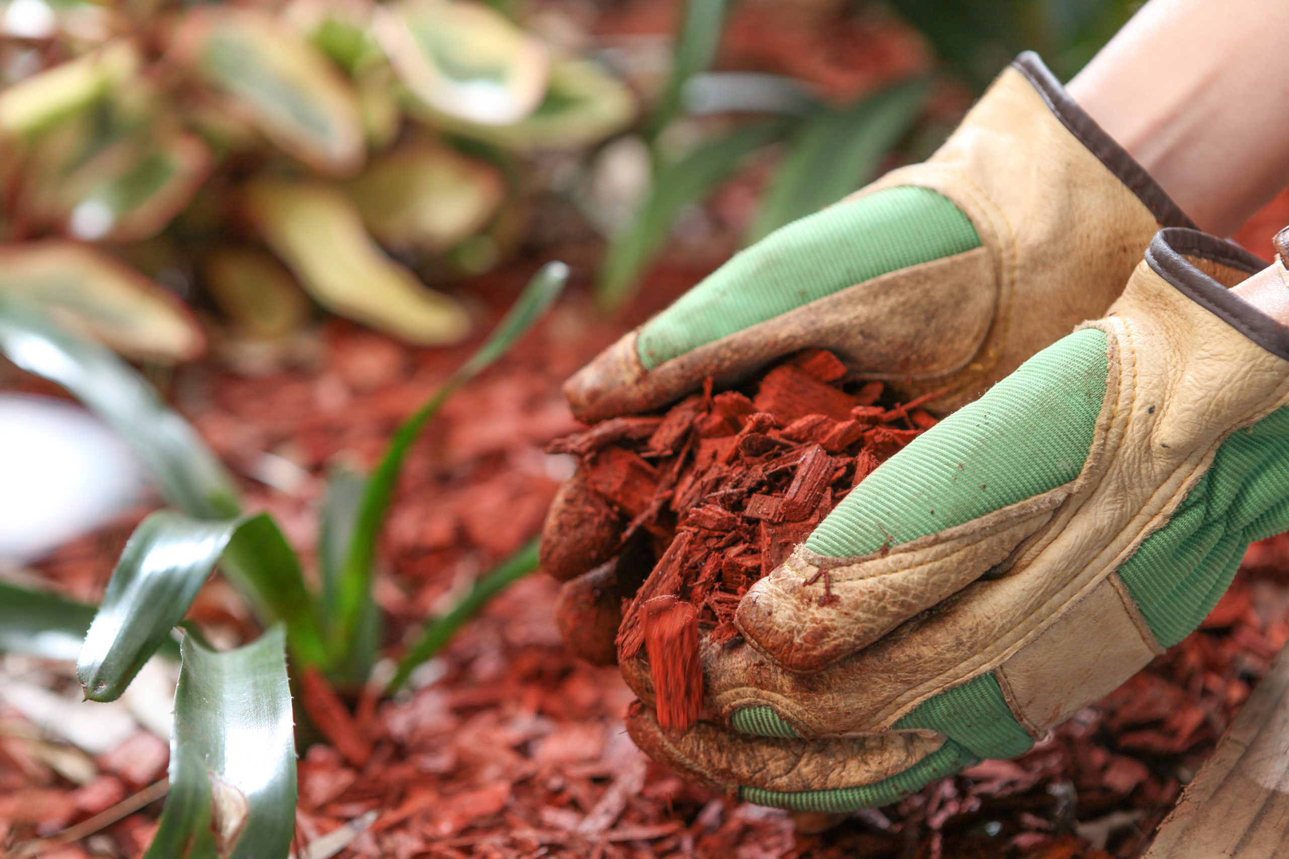 How to Lay Mulch Over Grass