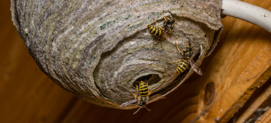 How to Locate a Hornets Nest in Garden