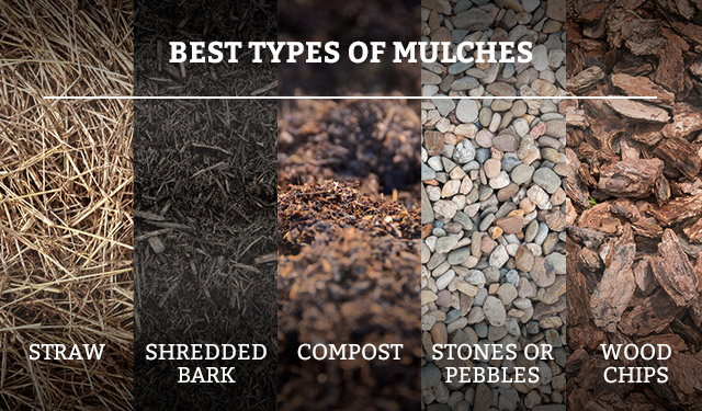 How to Maintain Mulch