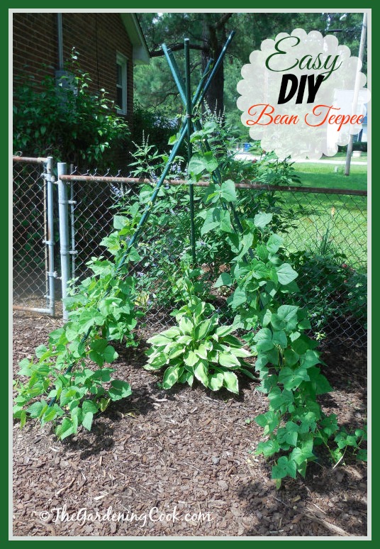 How to Make a Bean Teepee