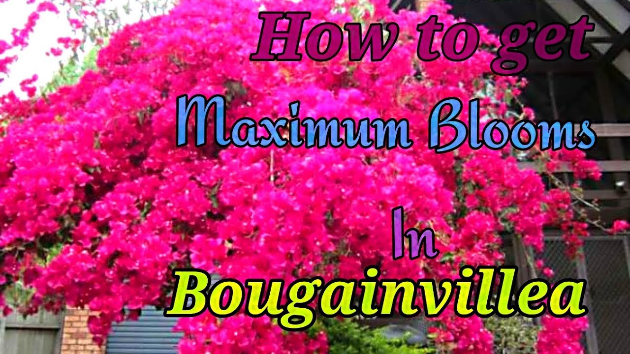 How to Make a Bougainvillea Bloom