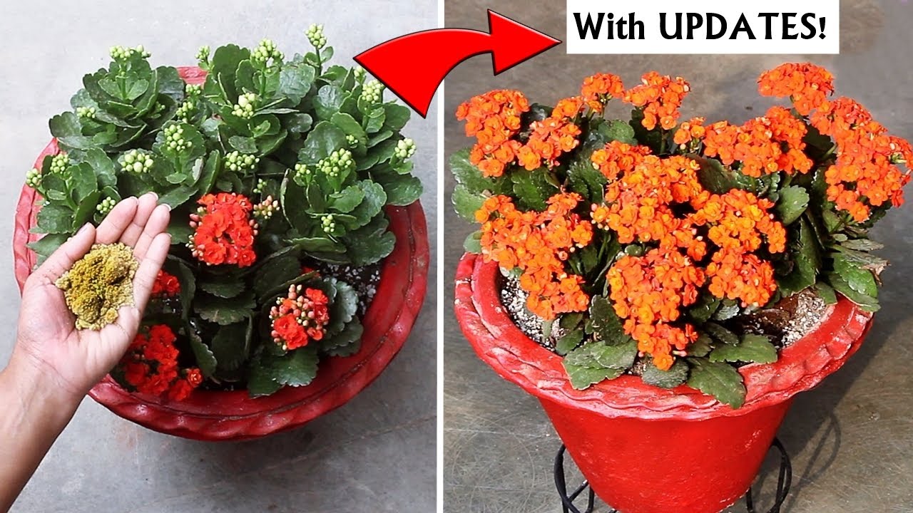 How to Make a Kalanchoe Bloom