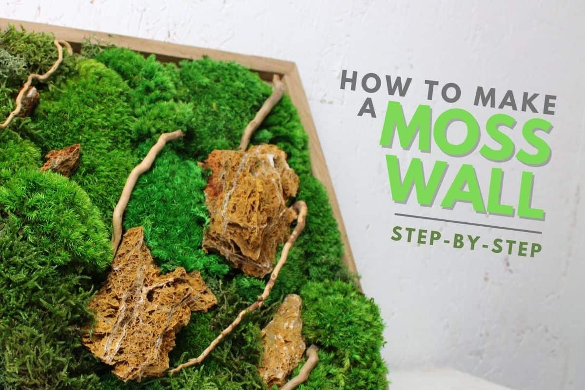 How to Make a Living Moss Wall