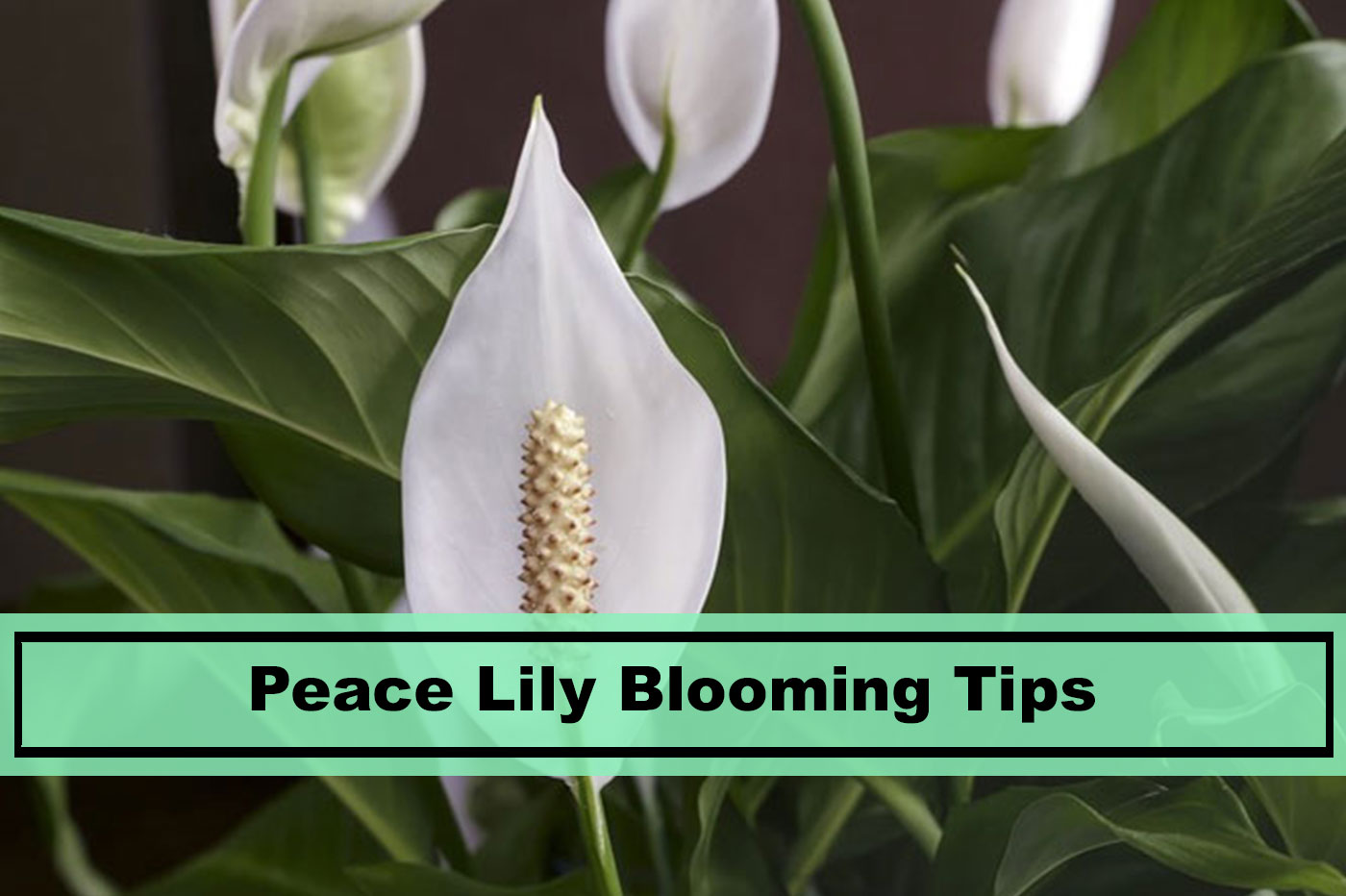 How to Make a Peace Lily Bloom