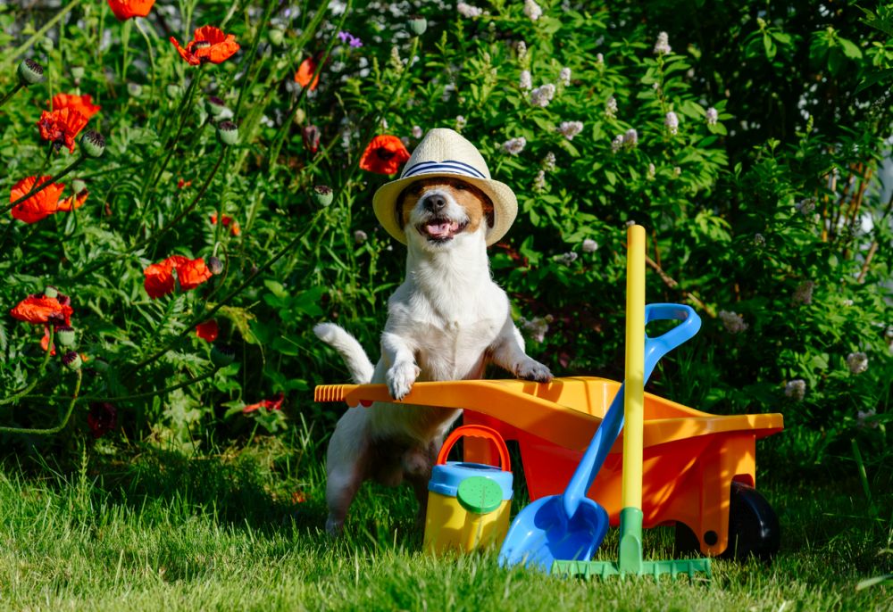 How to Make a Pet Safe Weed Killer