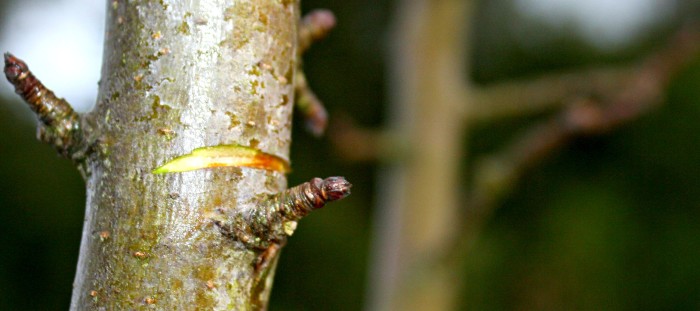 How to Make a Tree Grow New Branches by Notching