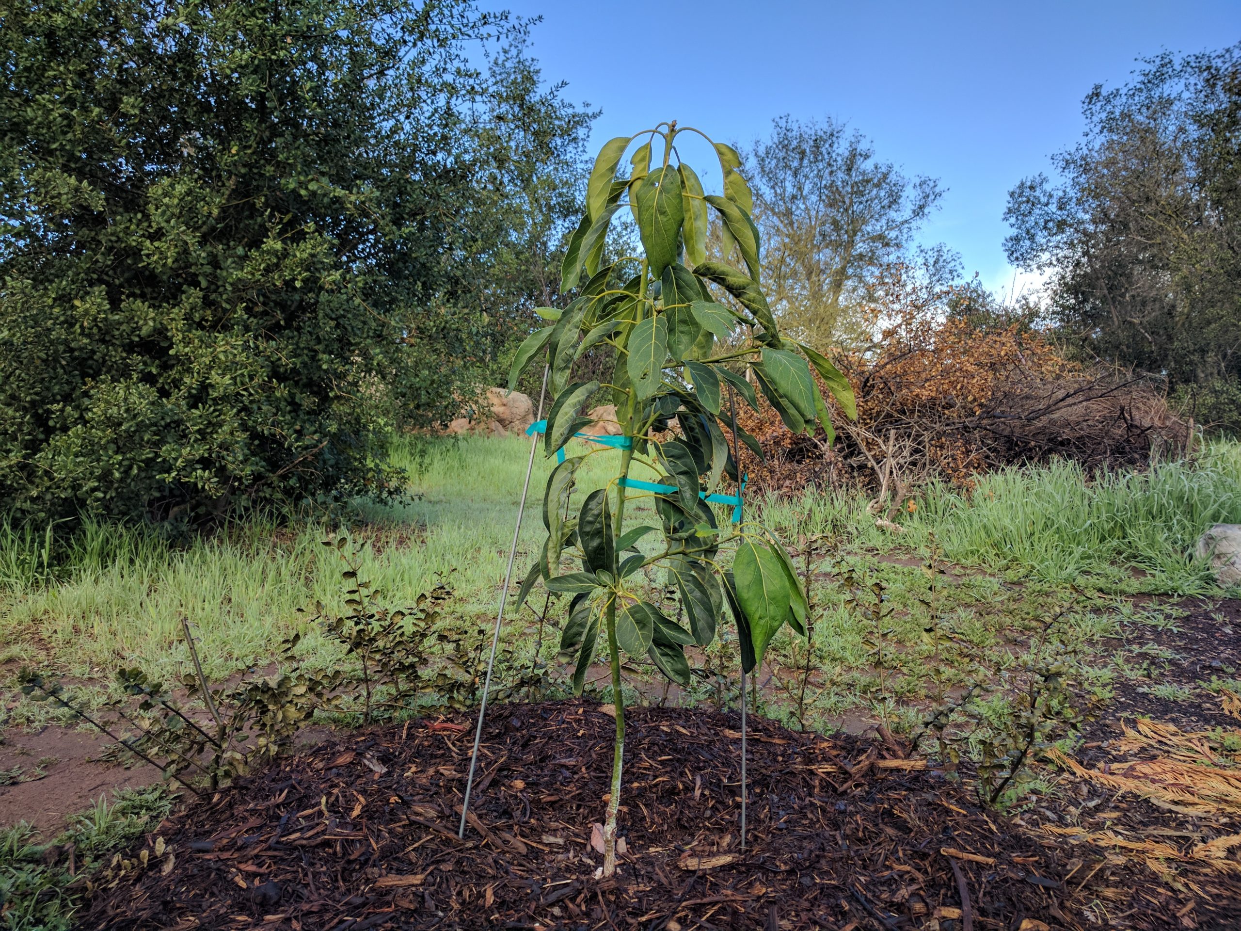 How to Make Avocado Tree Bear Fruit Faster