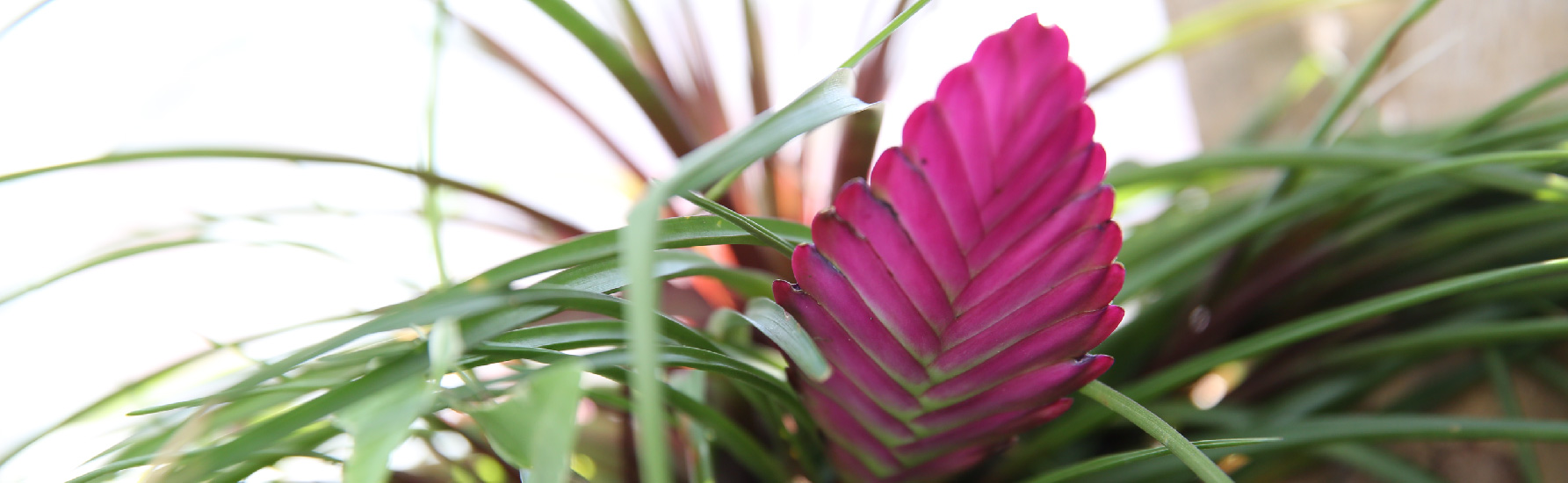 How to Make Bromeliad Bloom