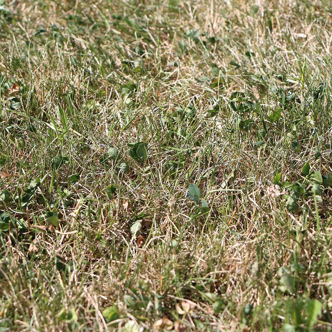 How to Make Burnt Grass Green Again