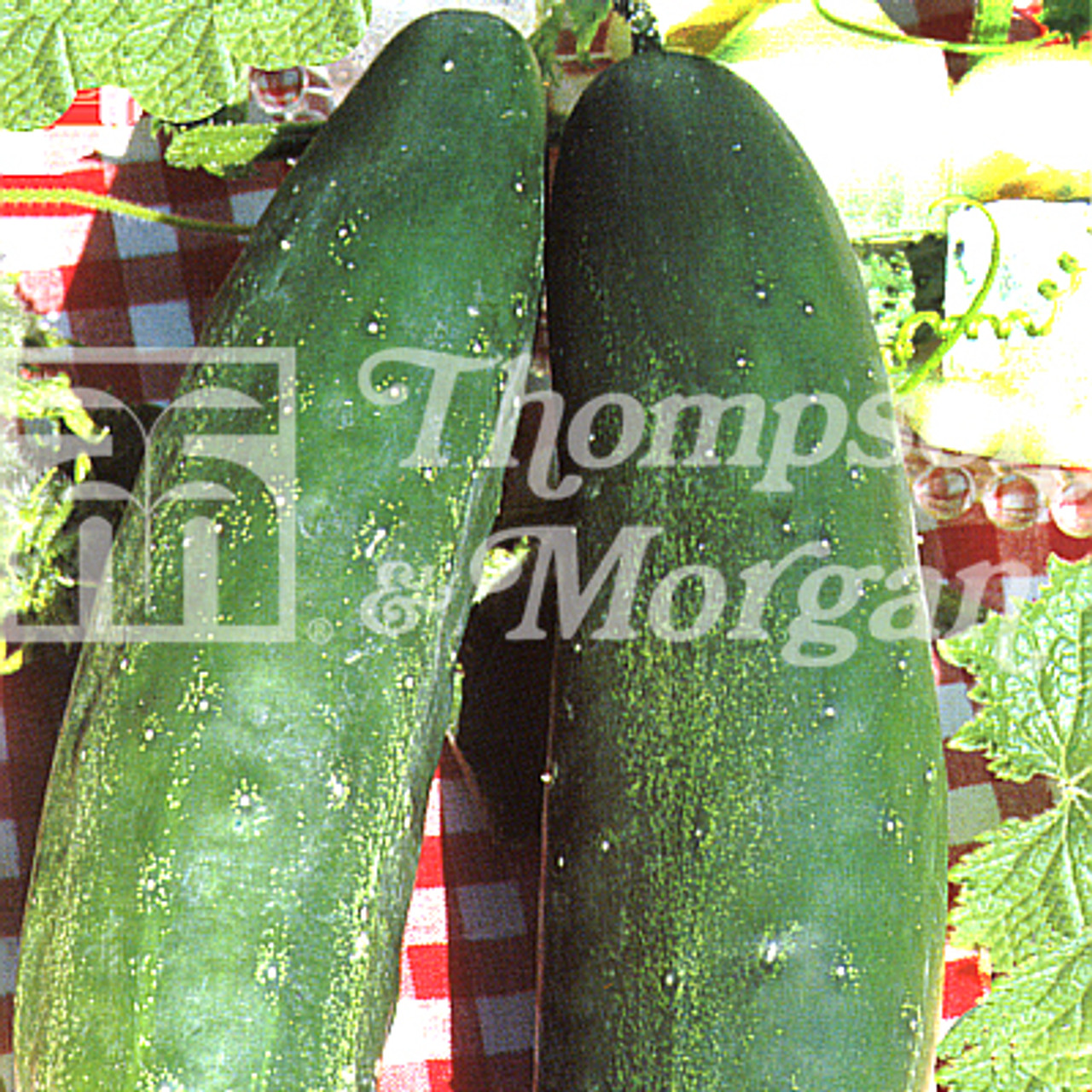 How to Make Burpless Cucumbers Bushiers