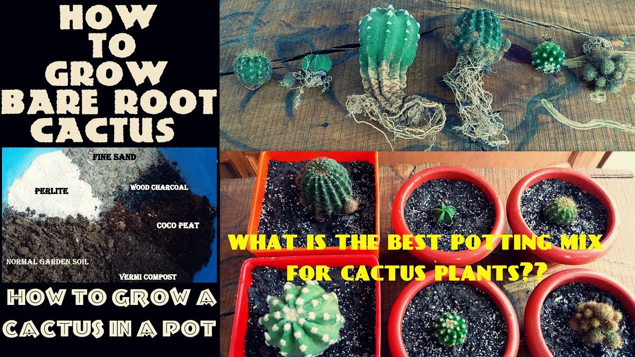 How to Make Cactus Grow Faster