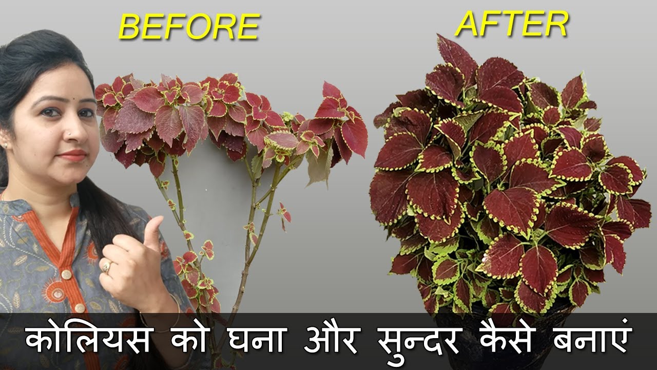 How to Make Coleus Bushy