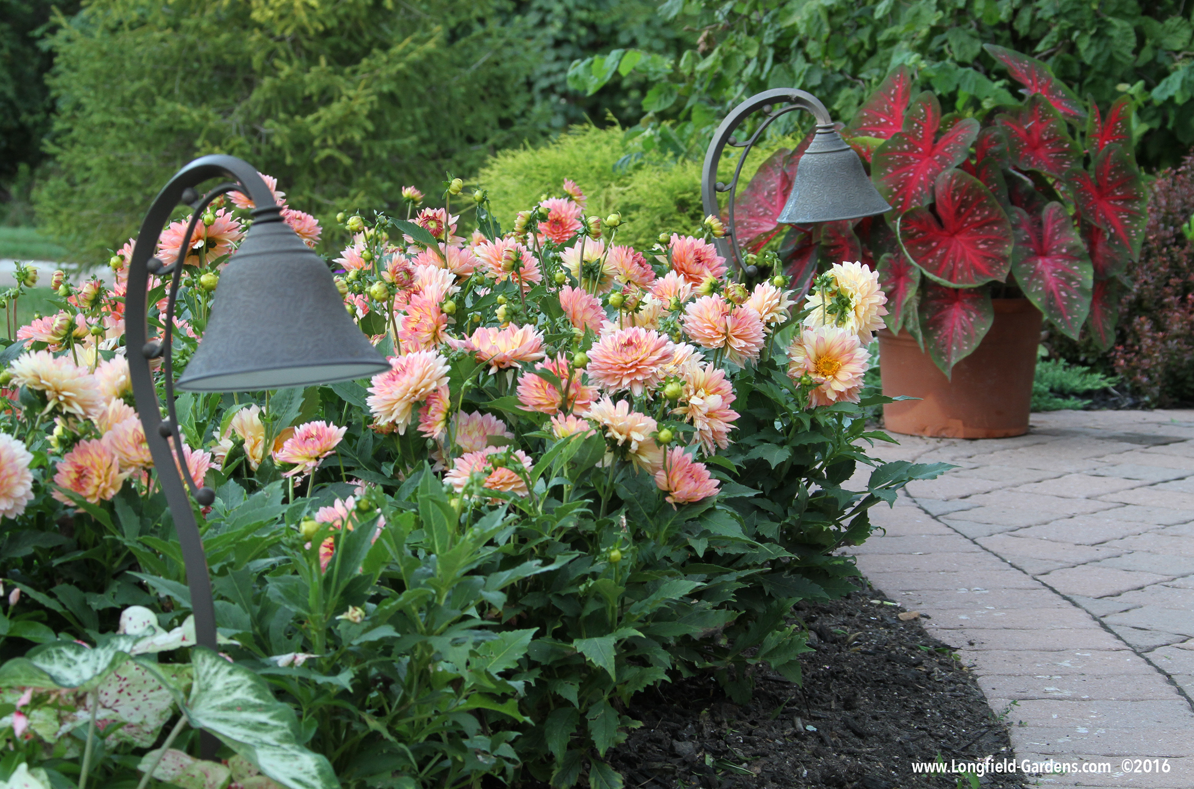 How to Make Dahlias Bloom