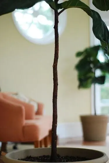 How to Make Fiddle Leaf Fig Trunk Thicker