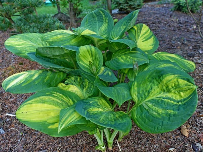 How to Make Hostas Grow Bigger