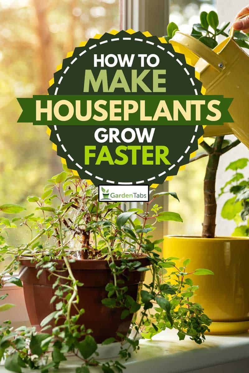 How to Make Indoor Plants Grow Faster