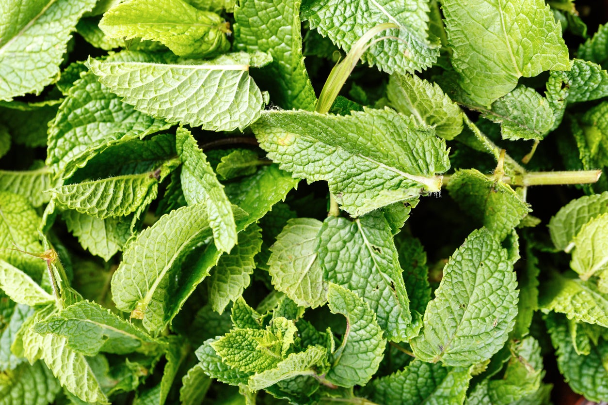 How to Make Mint Compost