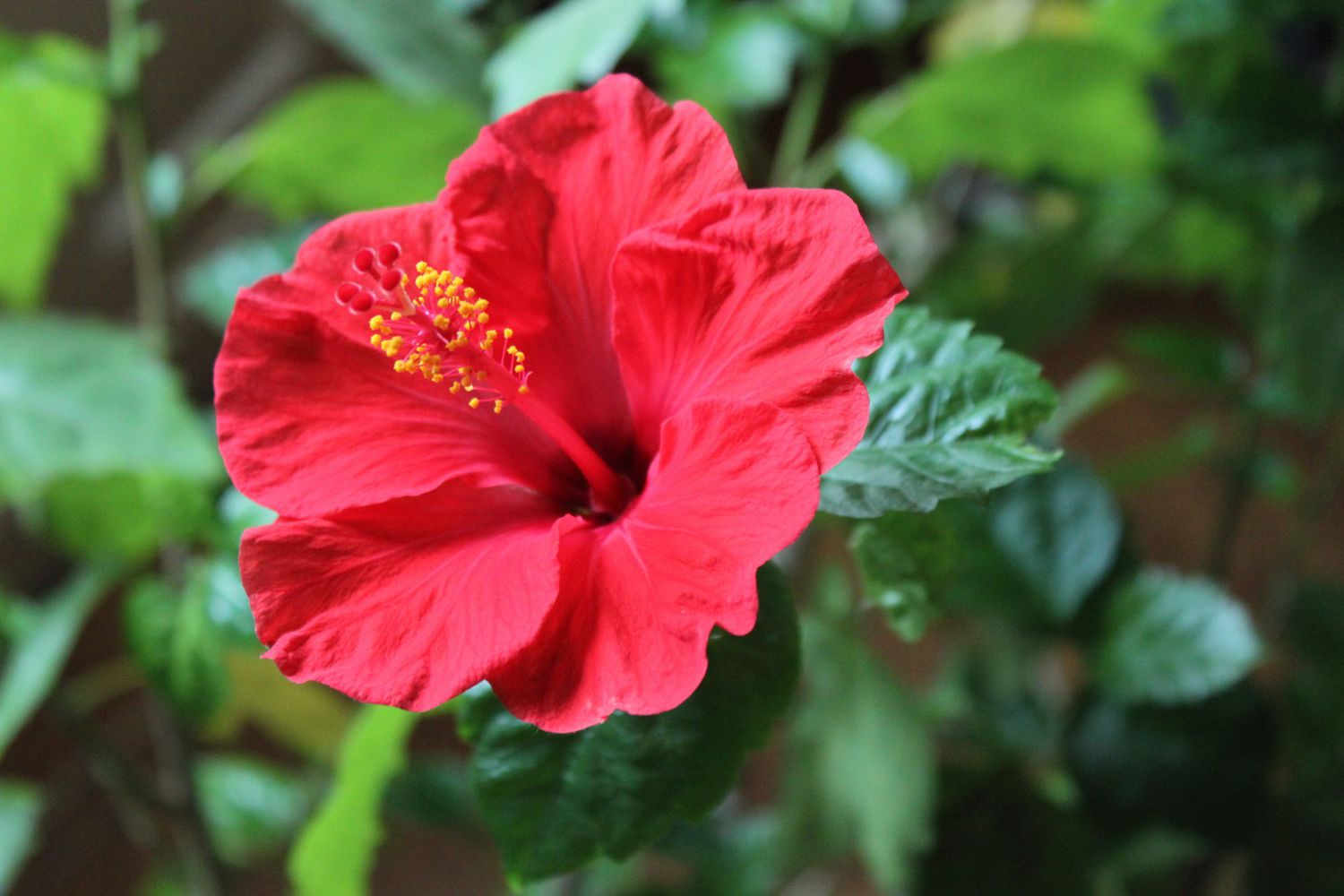 How to Make My Hibiscus Bloom