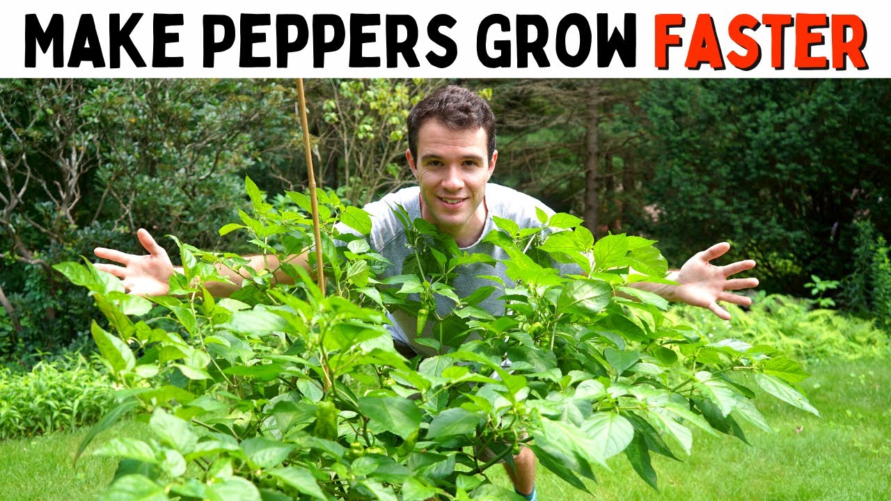 How to Make Peppers Grow Faster