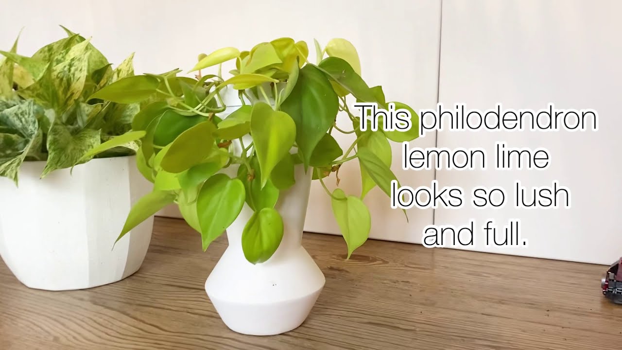 How to Make Philodendron Fuller