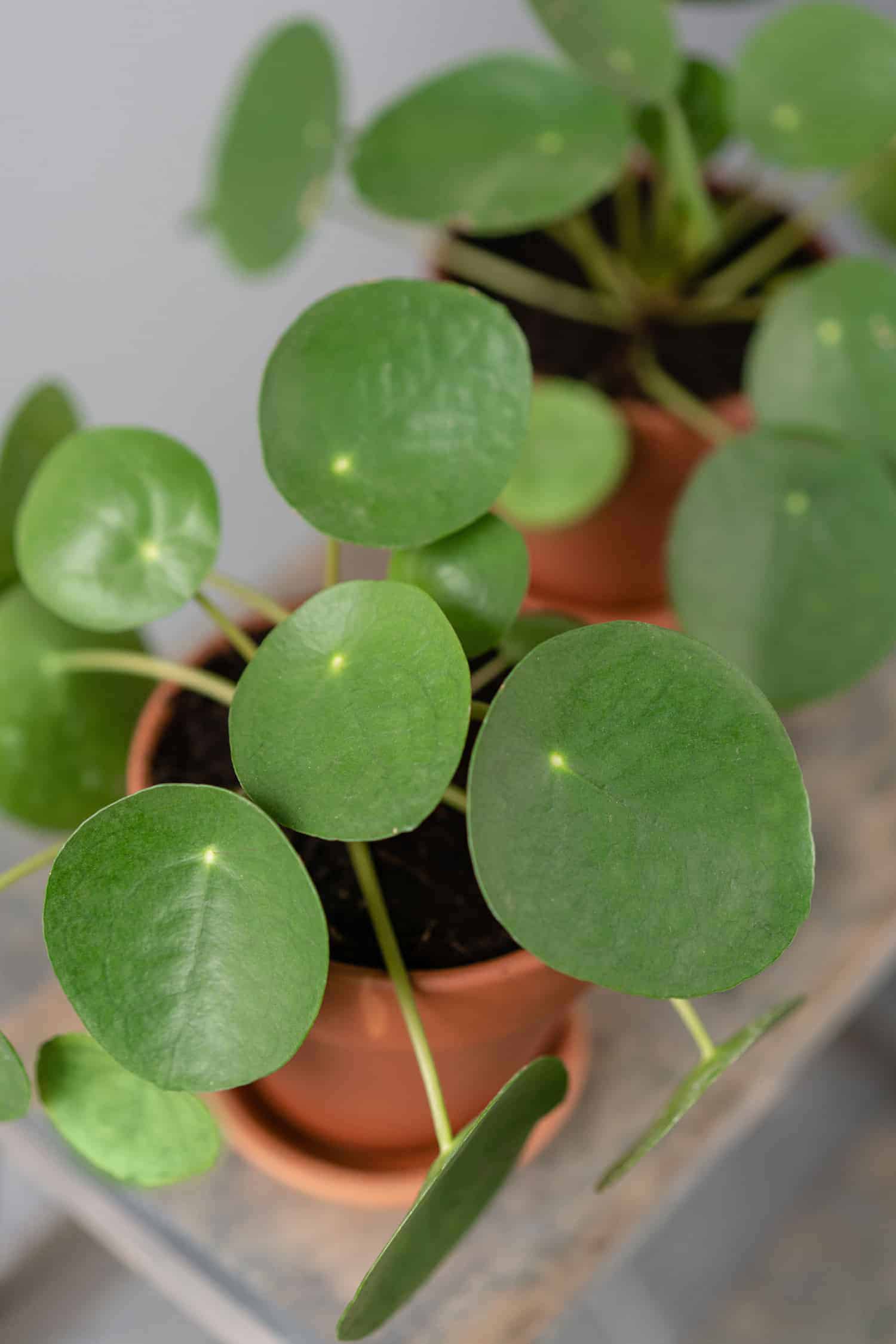 How to Make Pilea Bushier