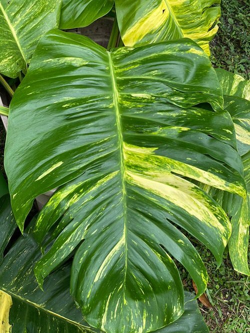 How to Make Pothos Leaves Bigger