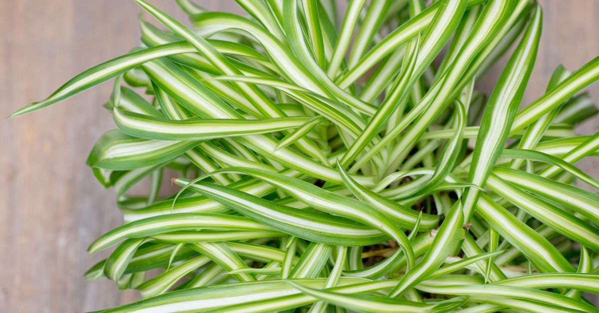 How to Make Spider Plant Bushier