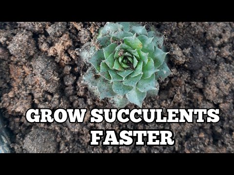 How to Make Succulents Grow Faster