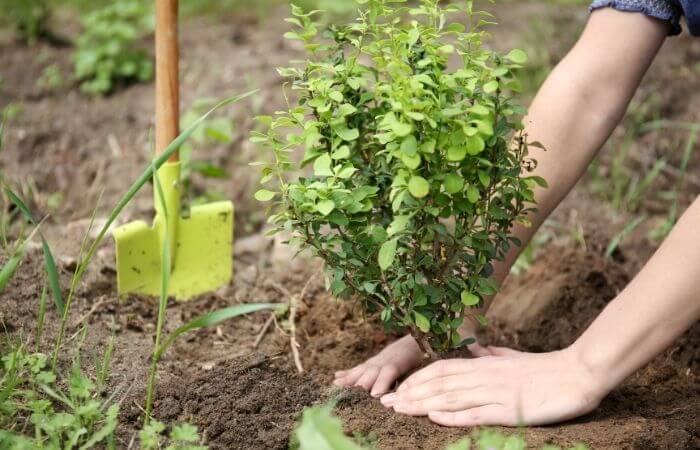 How to Move a Shrub Without Killing It