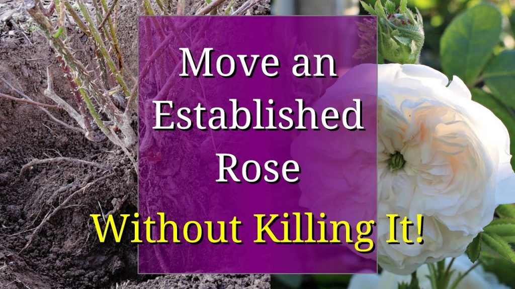 How to Move Established Roses | Step by Step Guide (2024)