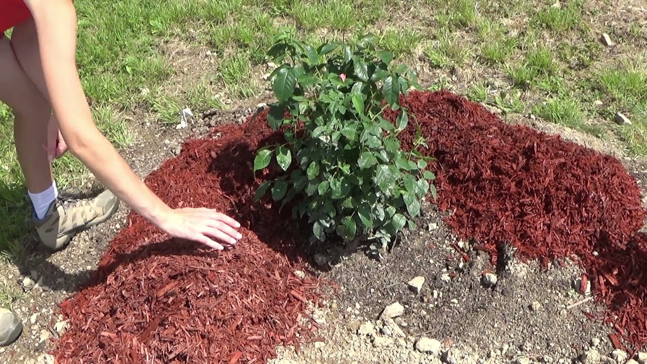 How to Mulch Roses