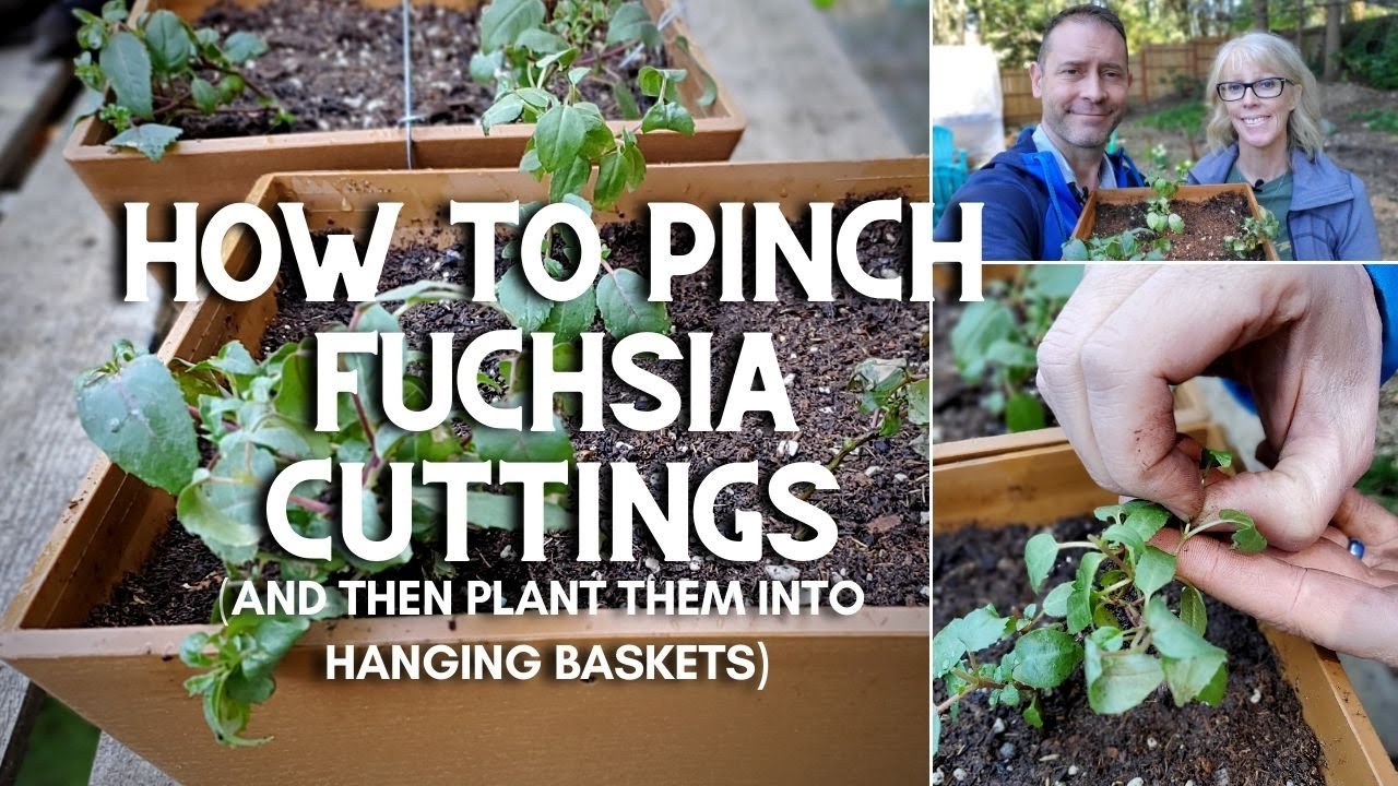 How to Pinch Fuchsia