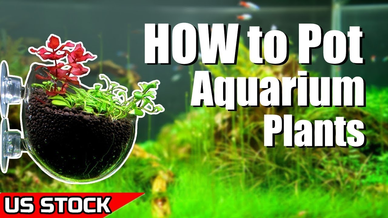 How to Plant Aquarium Plants in Pots