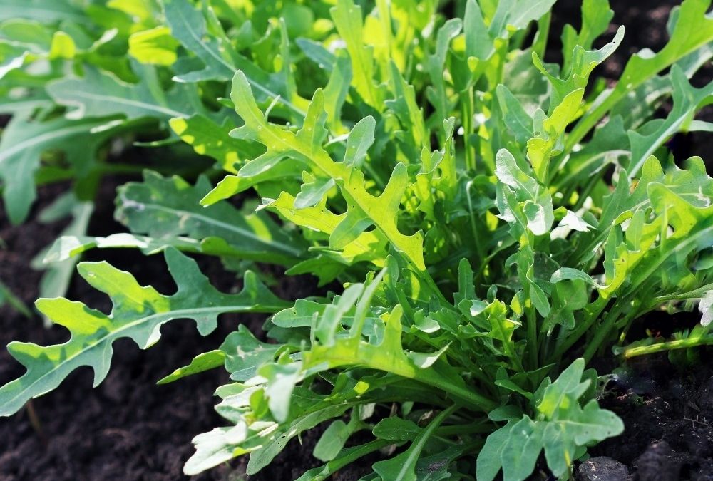 How to Plant Arugula Indoors