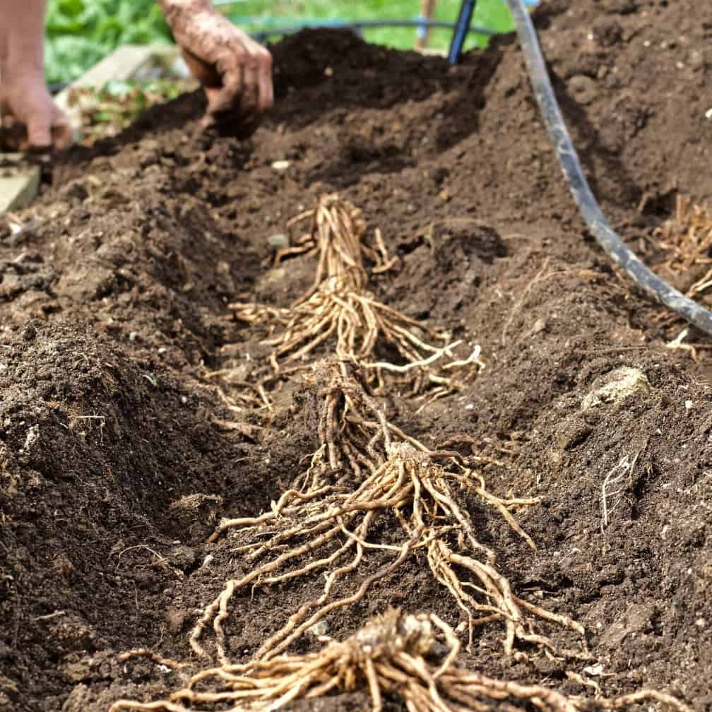 How to Plant Bare Root Asparagus